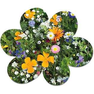 Samenbriefchen Bloom