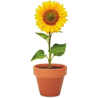 Pflanze Sunflower